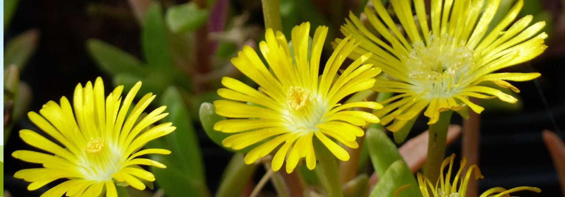 Choisir un Delosperma