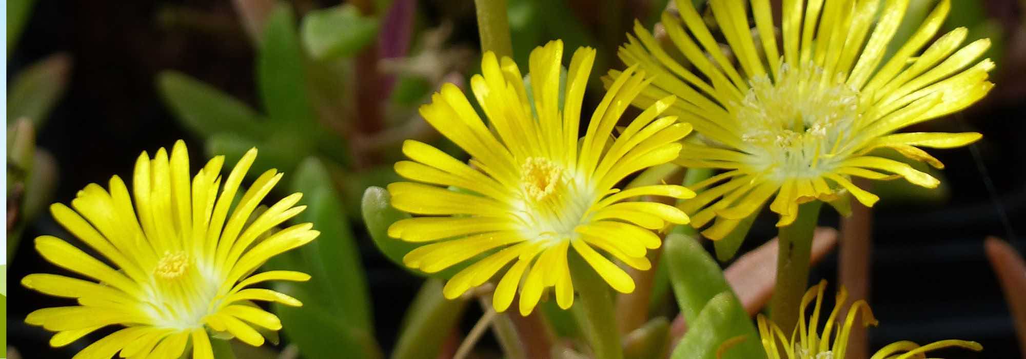 Choisir un Delosperma