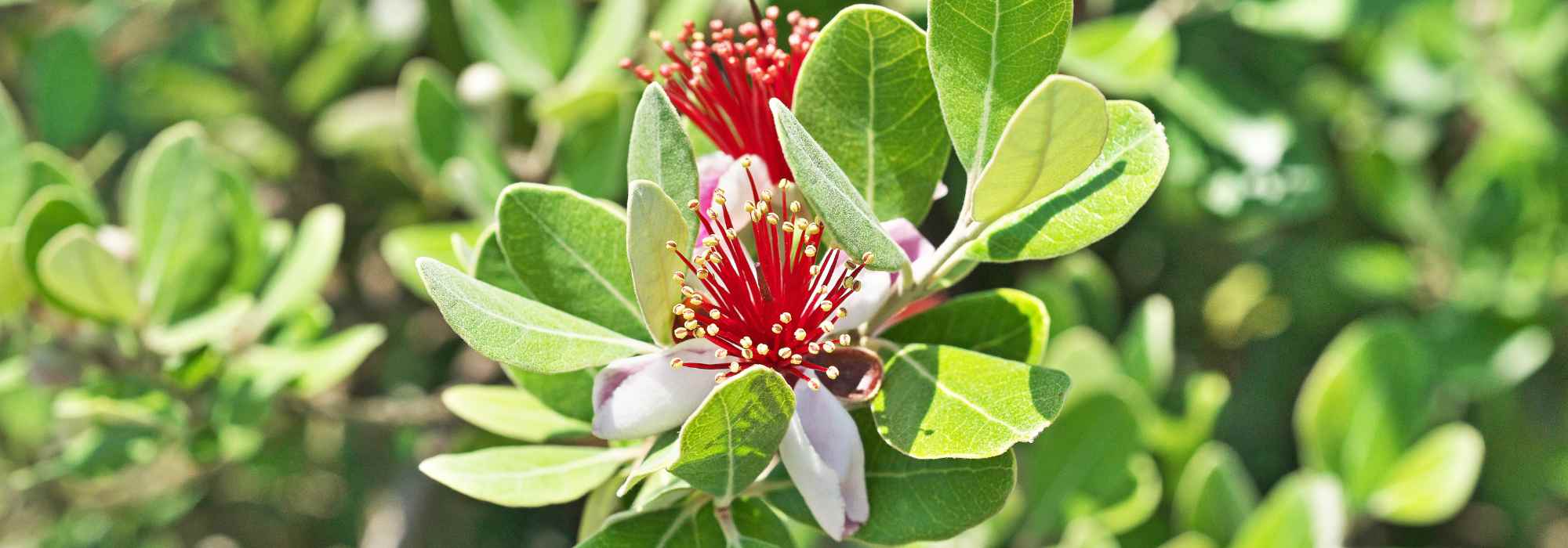 Choisir un Goyavier du Brésil ou Feijoa