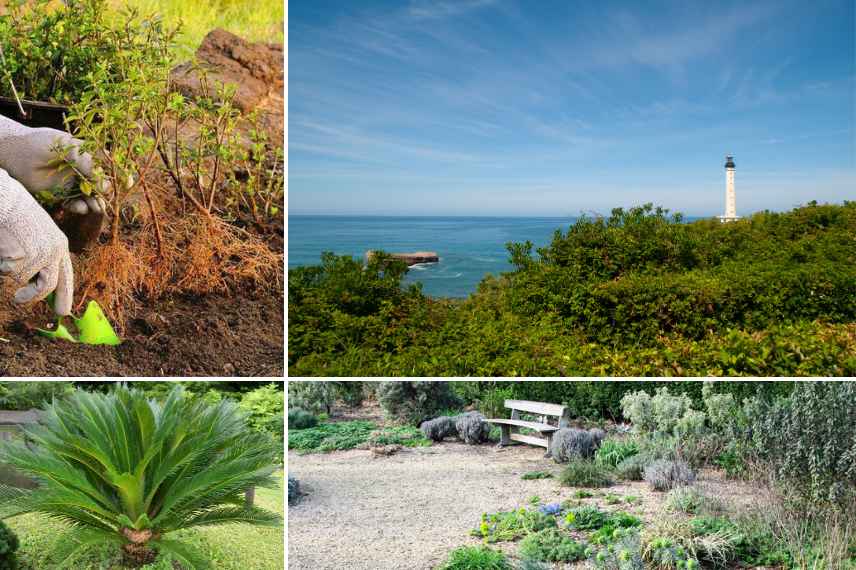 bonnes periodes de plantation, quand planter un arbre, quand planter arbuste, meilleure periode de l annee pour planter un arbre arbuste vivace rosier, calendrier de plantation