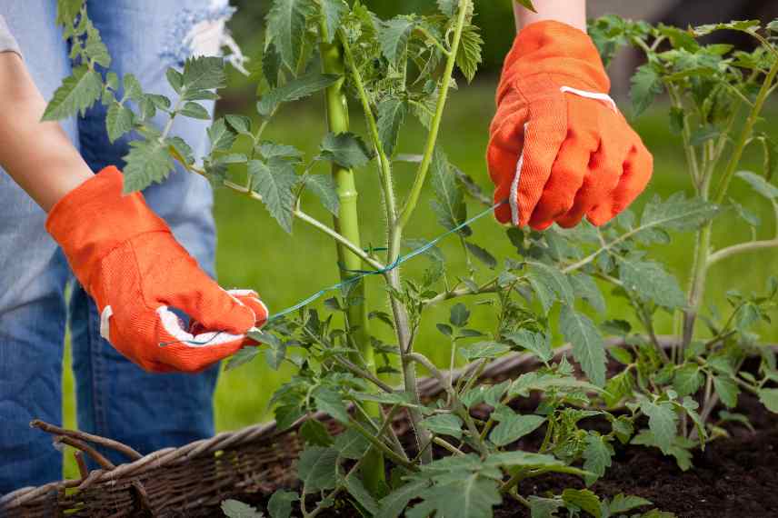 definition tomate F1, Tomates F1 caracteristiques, Tomates F1 explication, Tomates hybrides c est quoi, Tomates F1 c est quoi, que veut dire Tomate F1