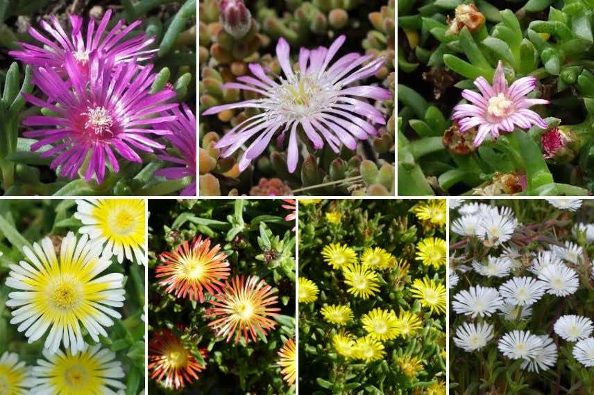 couleurs delosperma