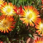 5 Delosperma à fleurs orange ou jaunes