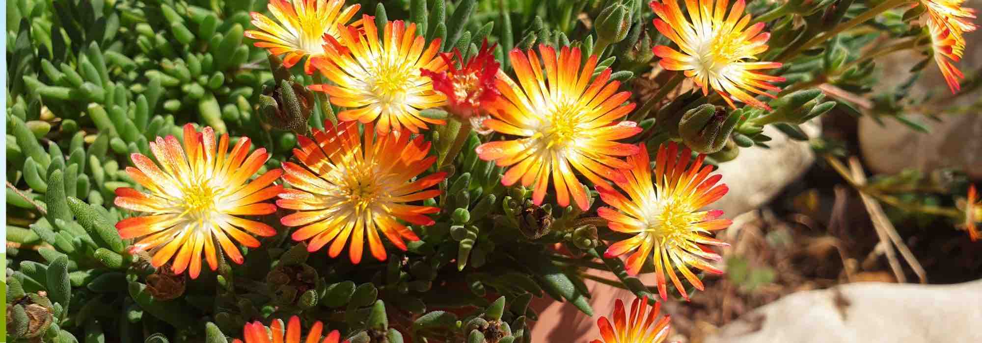 5 Delosperma à fleurs orange ou jaunes