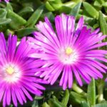 6 Delosperma à fleurs roses