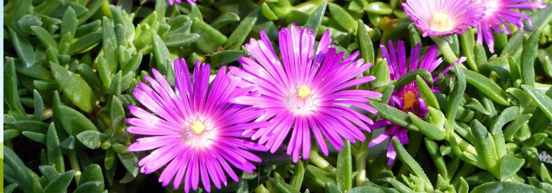 6 Delosperma à fleurs roses