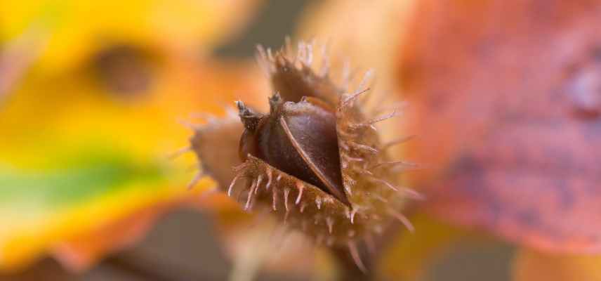 faine fruit du hetre, faine comestible, faine utilisations