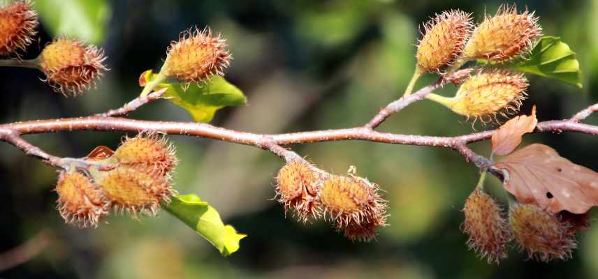 faine fruit du hetre, faine comestible, faine utilisations