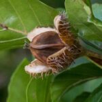 La faine du Hêtre : un fruit comestible à découvrir !