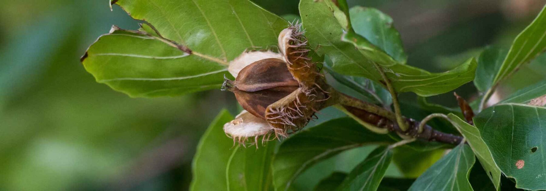 La faine du Hêtre : un fruit comestible à découvrir !