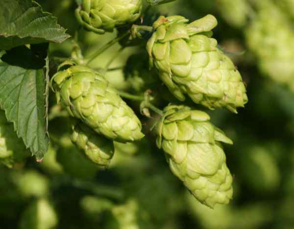 Comment faire sécher et conserver le houblon ?