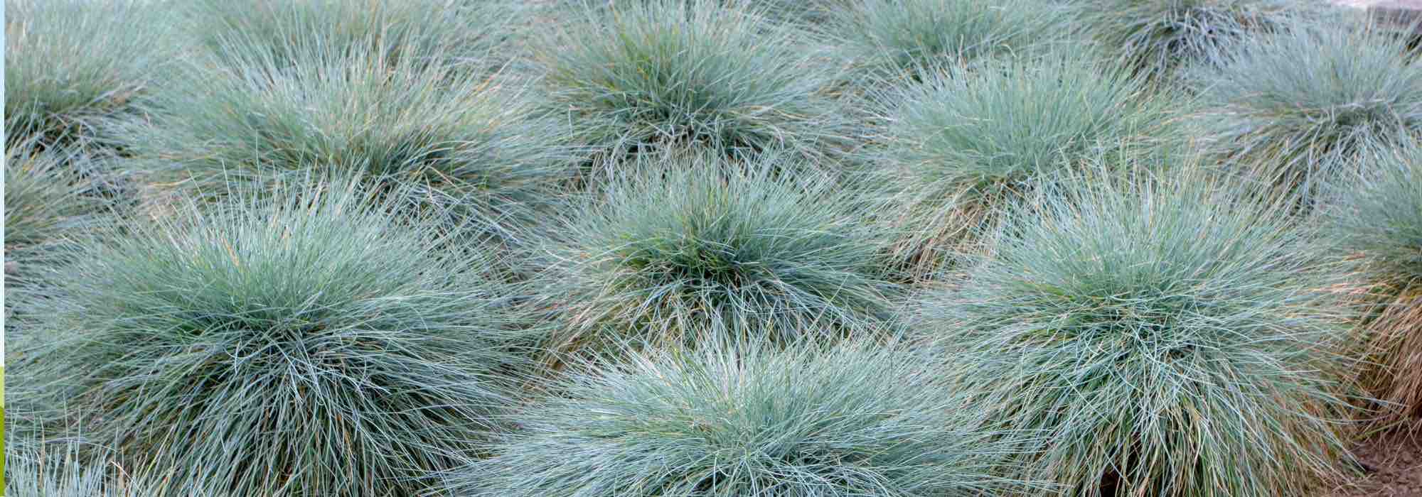 Utiliser et associer les feuillages bleus au jardin