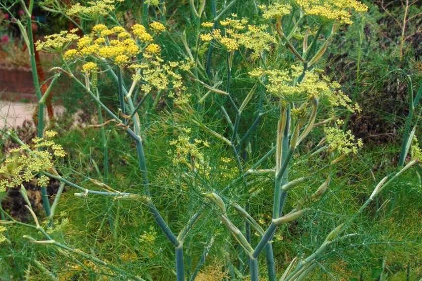 7 plantes médicinales pour avoir une belle peau - Promesse de Fleurs