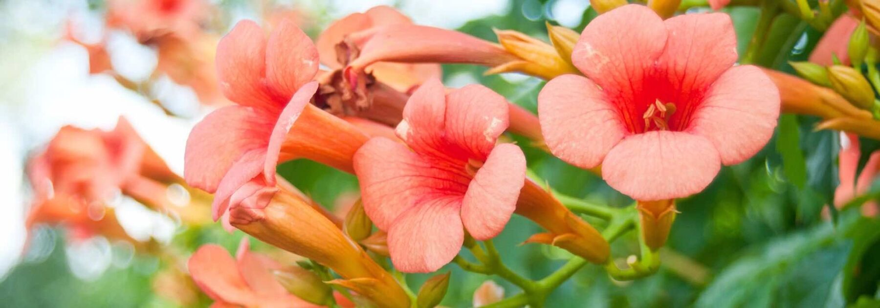 Treillis Décoratif pour Plantes Grimpantes en Matières Ecologiques