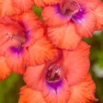 7 glaïeuls à fleurs multicolores