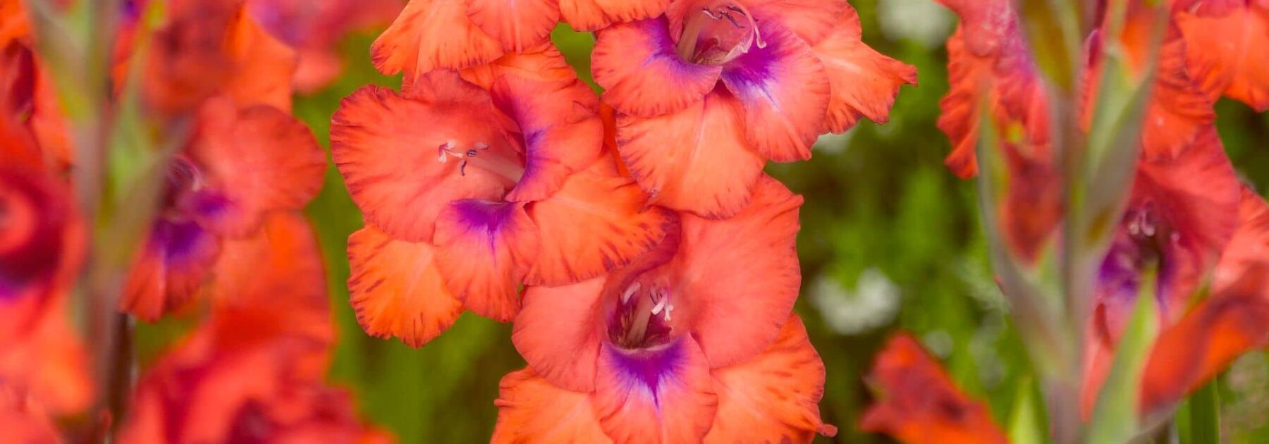 7 glaïeuls à fleurs multicolores