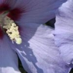 5 hibiscus à fleurs mauves ou bleues