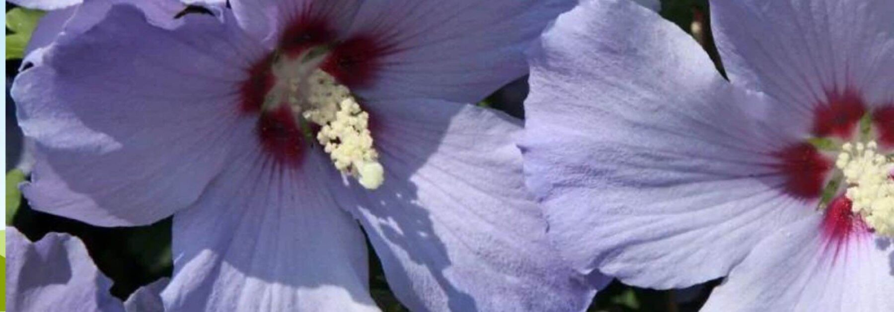 5 hibiscus à fleurs mauves ou bleues