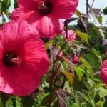 5 hibiscus à fleurs rouges