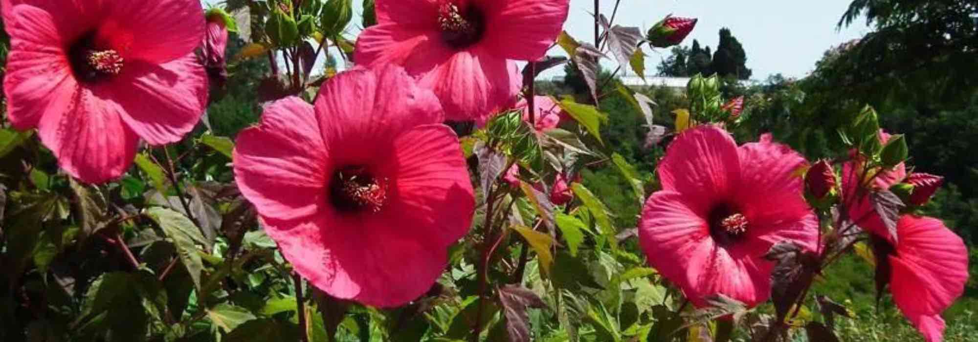 5 hibiscus à fleurs rouges