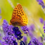 Comment créer un jardin de lavandes ?