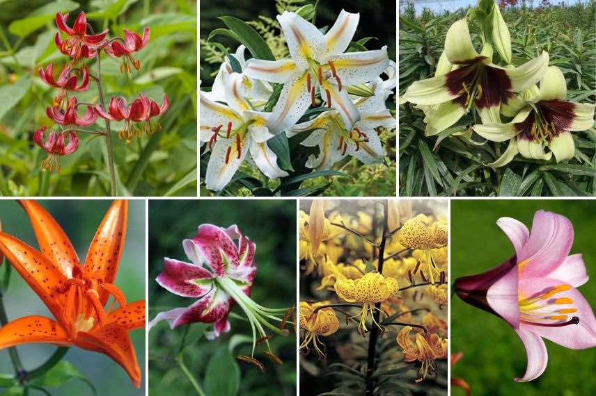 variétés de lys