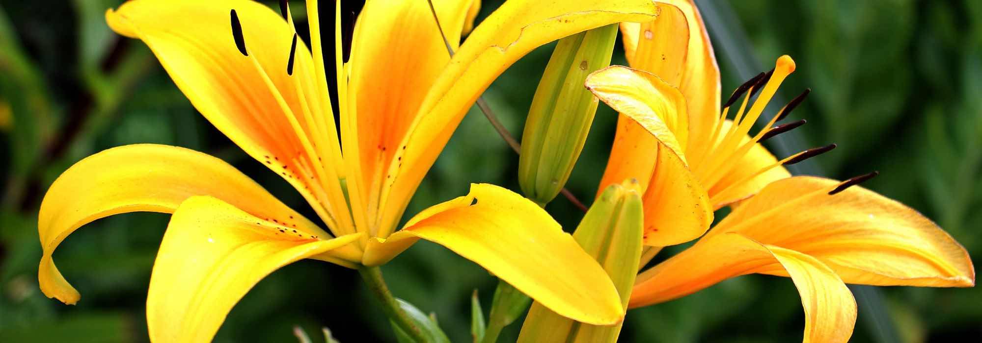 Comment avoir des lys en fleur tout l'été ?