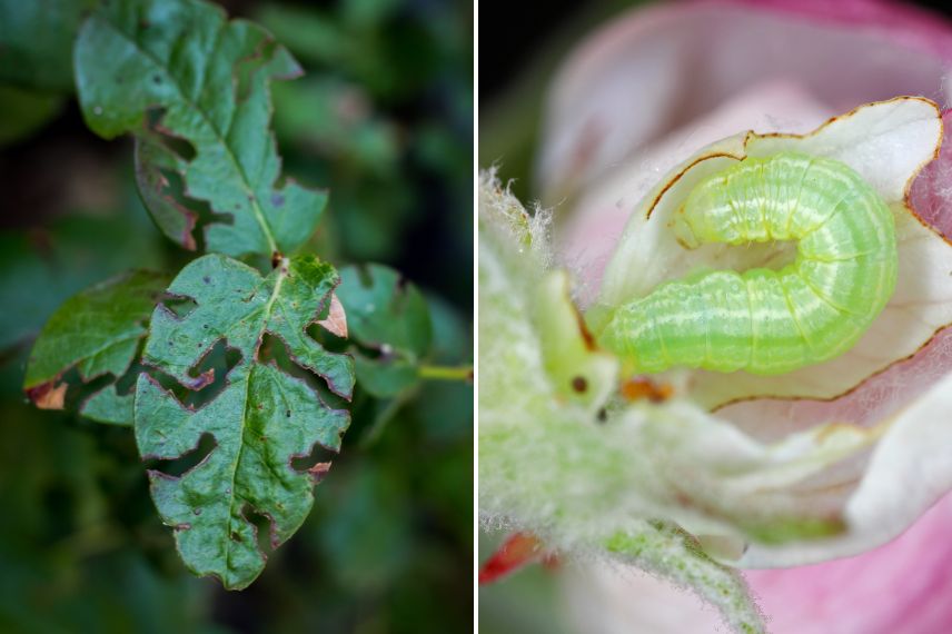 chenille arpenteuse