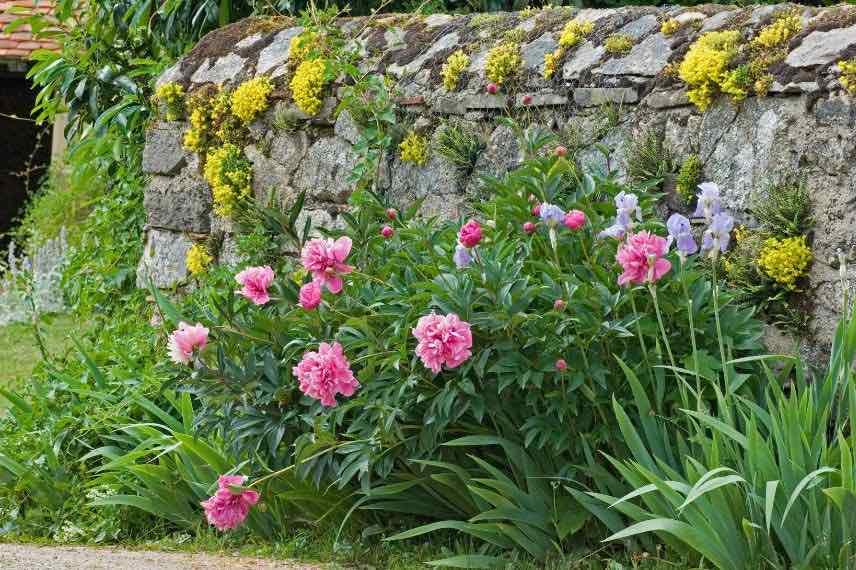 plantation le long d'un muret