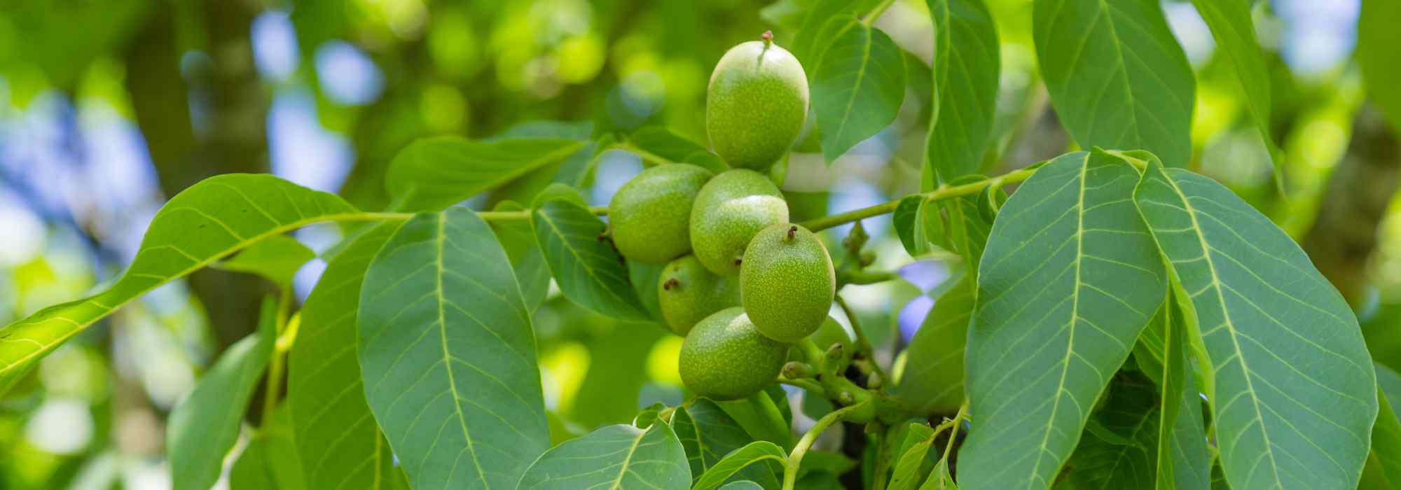 Noyer : comment choisir la bonne variété ?