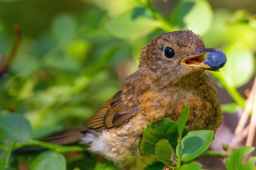 oiseau myrtille