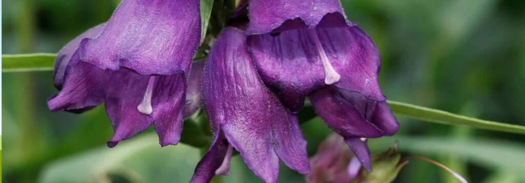 5 penstemons à fleurs violettes ou mauves
