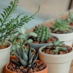 Petites plantes d’intérieur pour petits espaces 