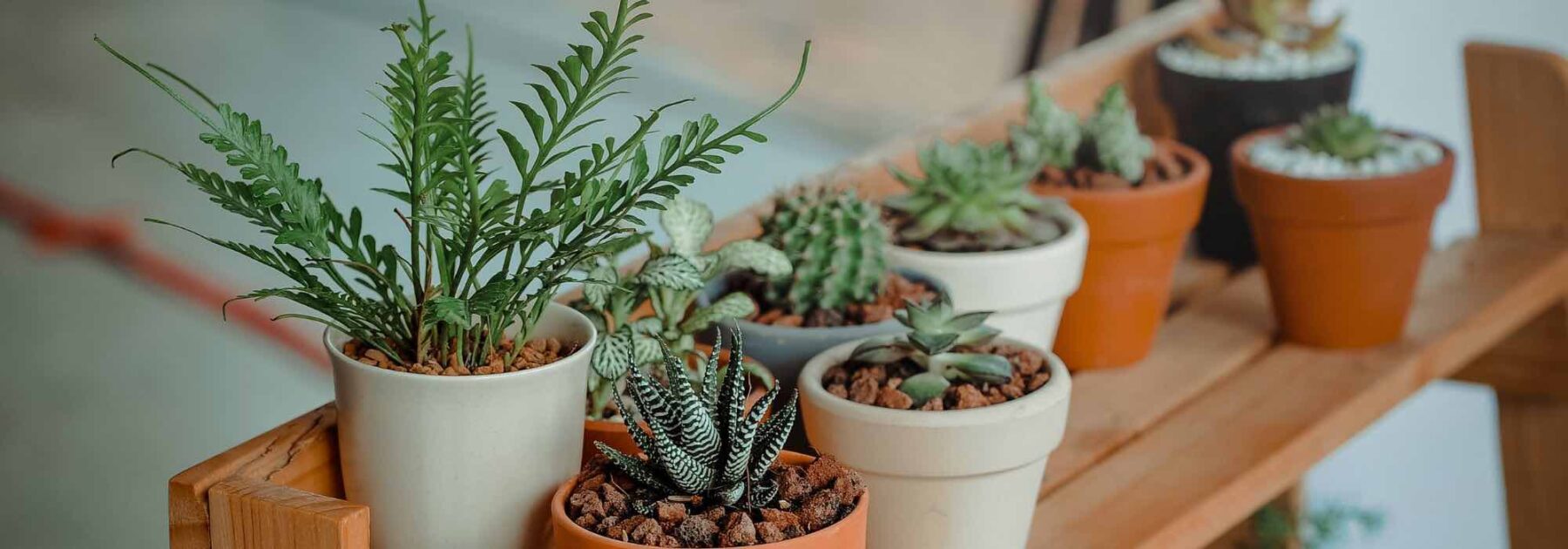 Passion plantes suspendues