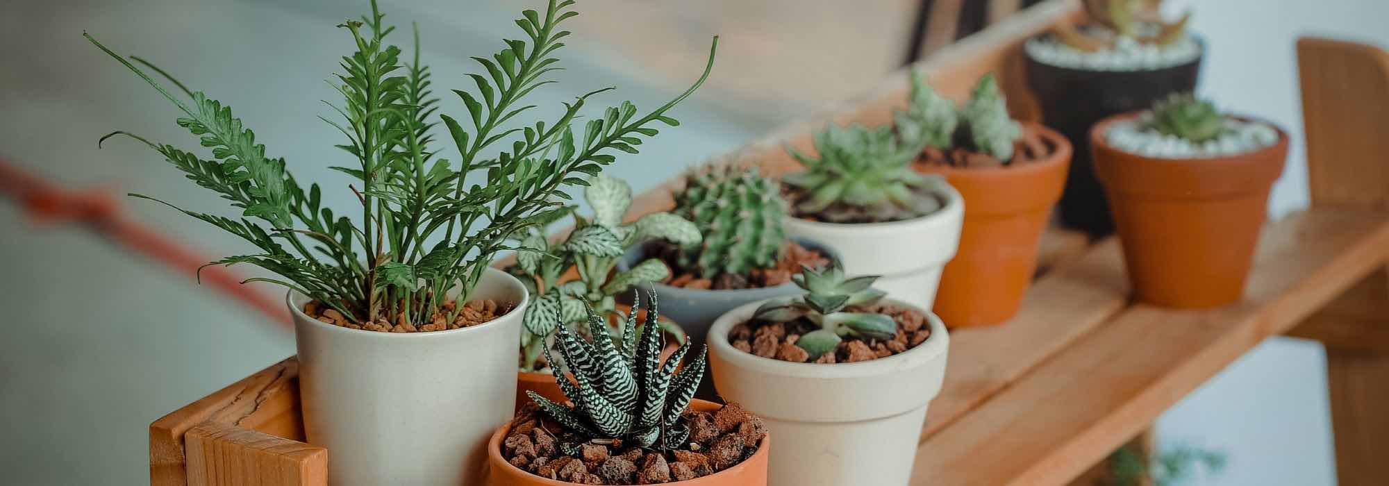 Petites plantes d’intérieur pour petits espaces 