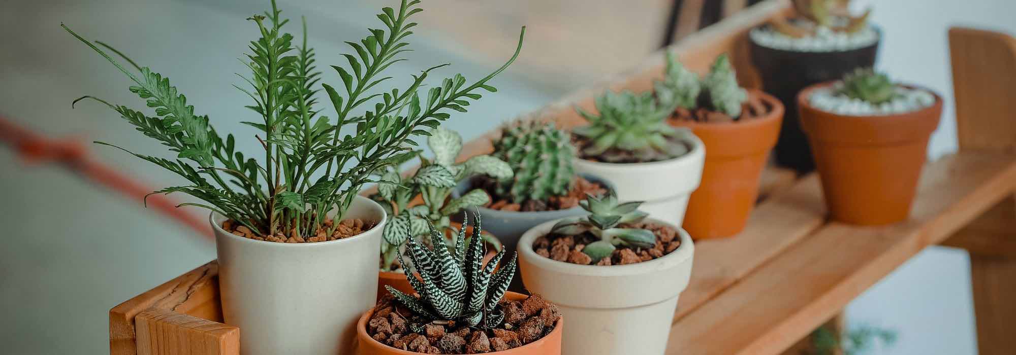 Le kit du mini jardinier pour plantes avec pots en bambou et