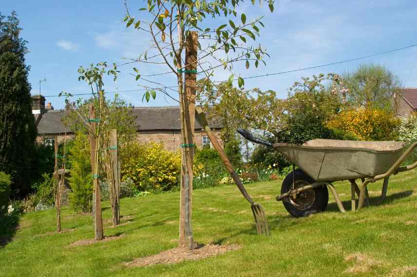 bonnes periodes de plantation, quand planter un arbre, quand planter arbuste, meilleure periode de l annee pour planter un arbre arbuste vivace rosier, calendrier de plantation