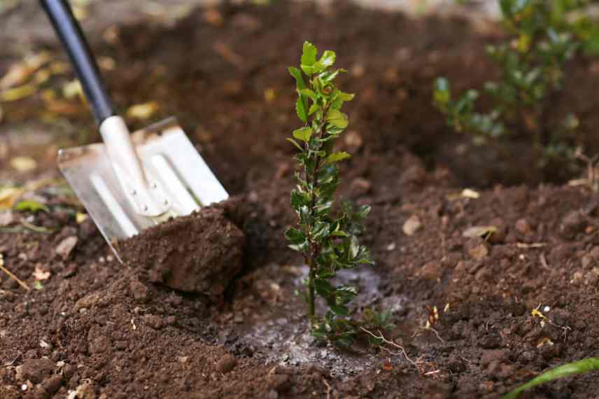 bonnes periodes de plantation, quand planter un arbre, quand planter arbuste, meilleure periode de l annee pour planter un arbre arbuste vivace rosier, calendrier de plantation