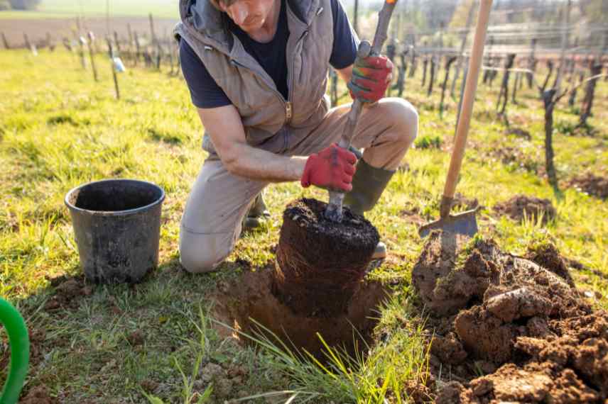 bonnes periodes de plantation, quand planter un arbre, quand planter arbuste, meilleure periode de l annee pour planter un arbre arbuste vivace rosier, calendrier de plantation