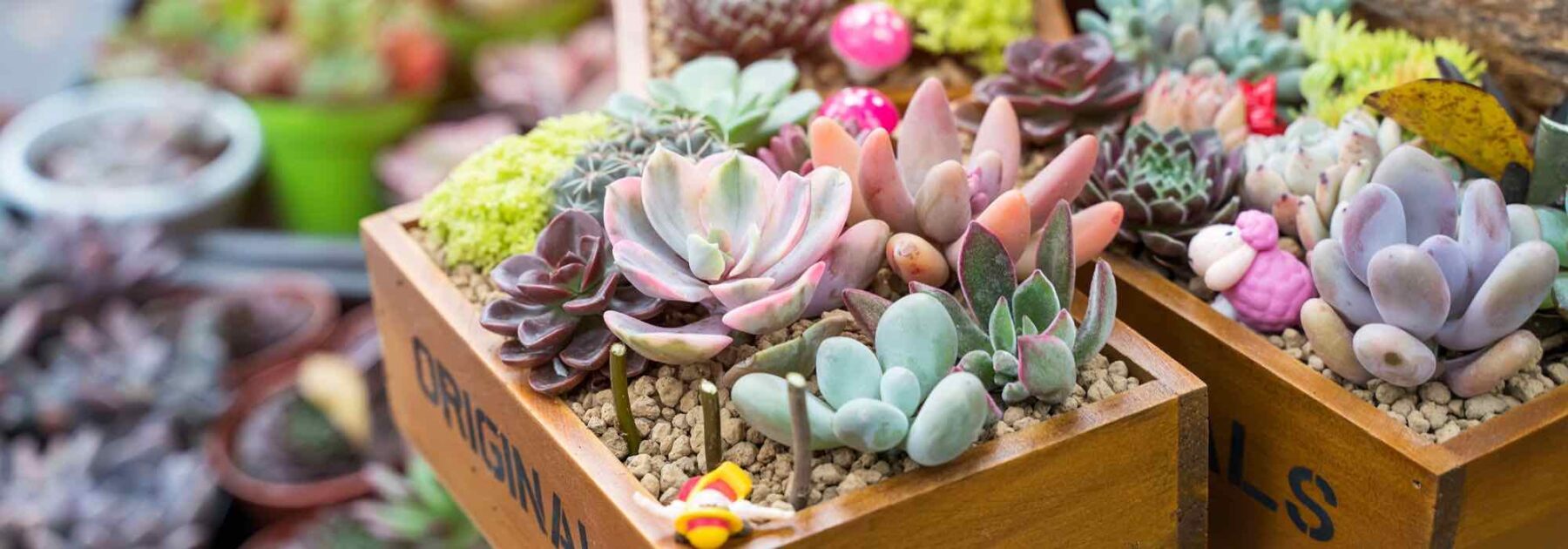 Box de Jardinage Spéciale Fleurs à Semer en Octobre