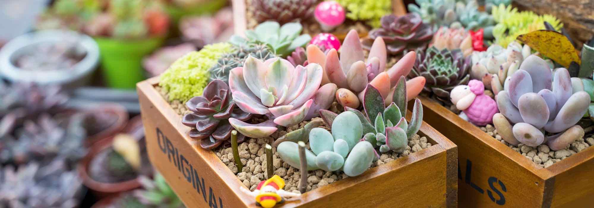 Les plantes d'intérieur parfaites à offrir en cadeau - Promesse de Fleurs