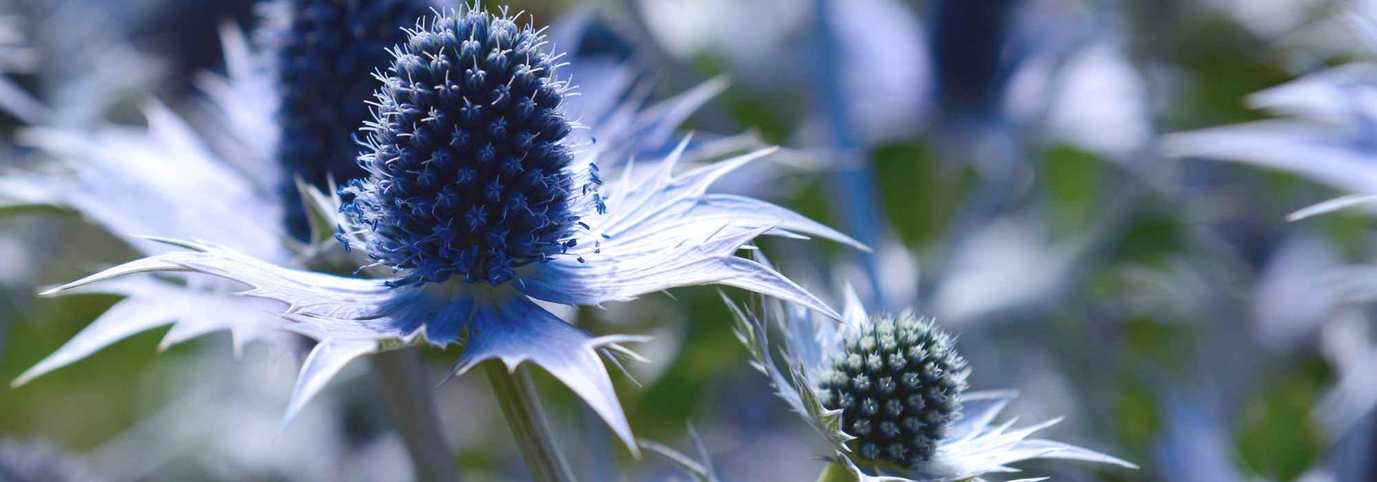 Plantes à racines pivotantes : comment et où les planter ?