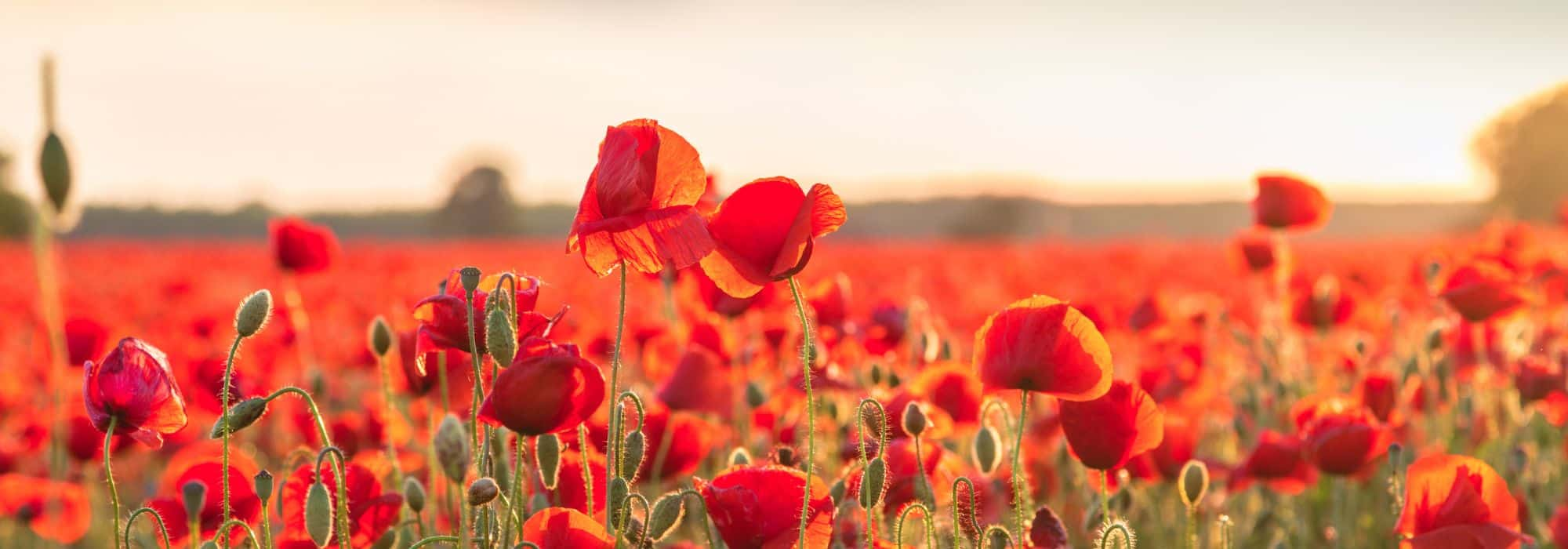 Plantons des espèces indigènes pour attirer les insectes pollinisateurs