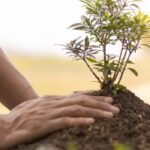 Les plantes à ne pas planter en automne