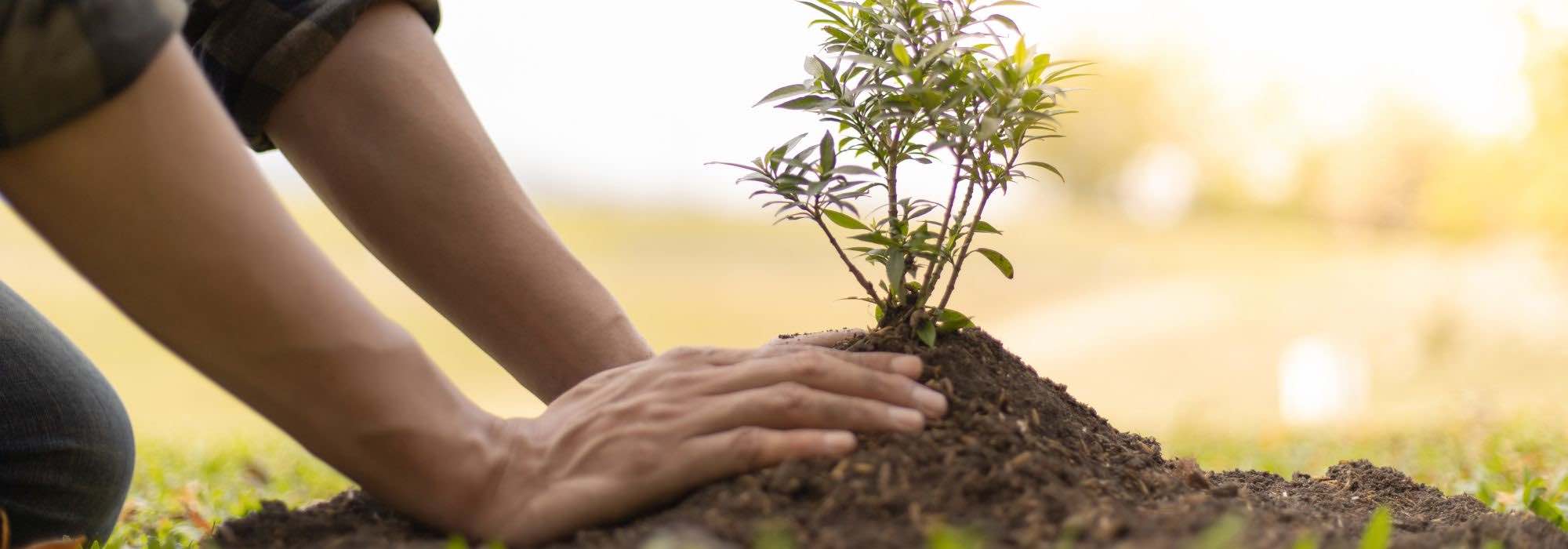 Les plants à semer à l'automne en Belgique