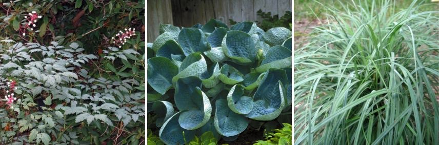 plantes d'ombre bleues