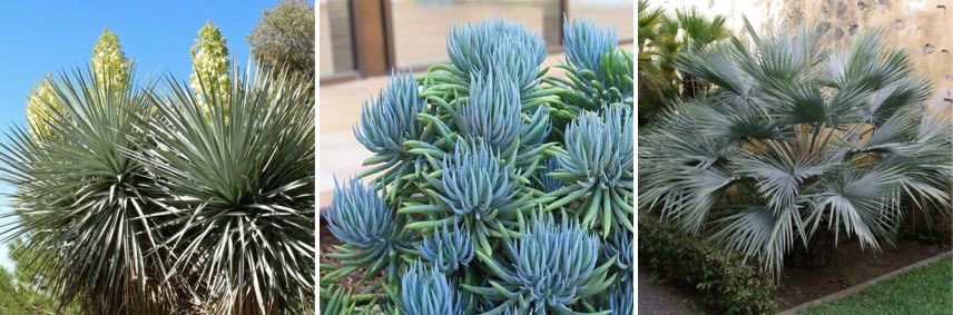 plantes bleues