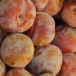 Pluot ou abricot-prune : les meilleures variétés
