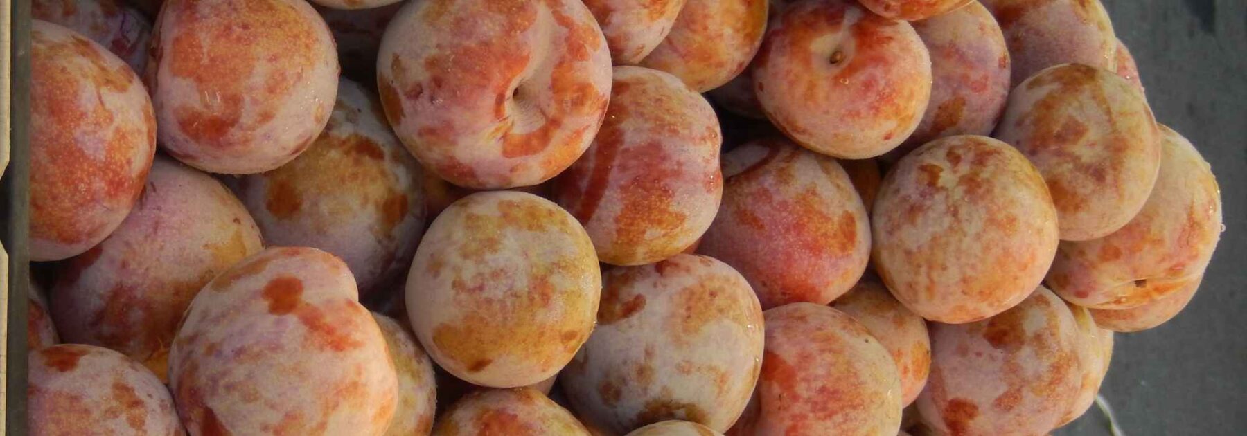 Pluot ou abricot-prune : les meilleures variétés