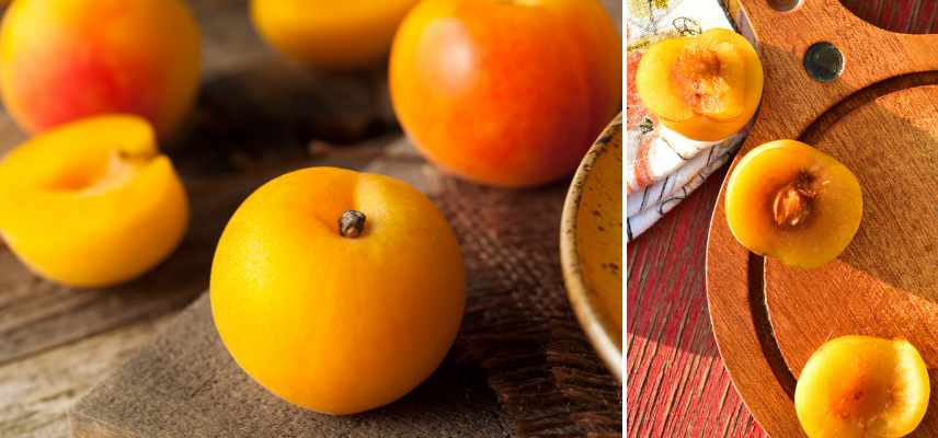 pluot meilleures varietes, plumcot varietes, prune-abricot les meilleurs